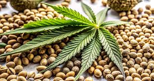 The Ultimate Guide to Sour Diesel Autoflower